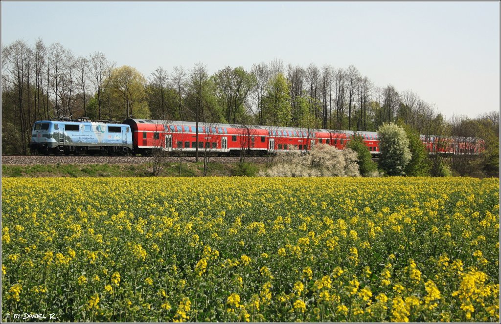 111 031 schiebt im Hintergrund den RE nach Mnchen. Im Vordergrund ist ein gerade frisch aufgebltes Rapsfeld zu sehen. (21.04.2011, Kfering)