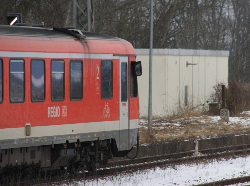 12.02.2012 628-651 ist soeben in Passow Richtung Tantow / Stettin abgefahren und nhert sich mit Schrittgeschwindigkeit dem im Gleis platzgenommenen Jungschwan. Ein Achtungssignal oder kurzer Stopp htte wohl schon gereicht... Klar sind berfahrende Tiere nicht zu vermeiden - aber wenn ich es schon vom Bahnsteighalt aus sehen kann, sollte doch wenigstens ein Signal drin sein...
Immerhin, der Schwan hat die  berfahrt  berlebt.