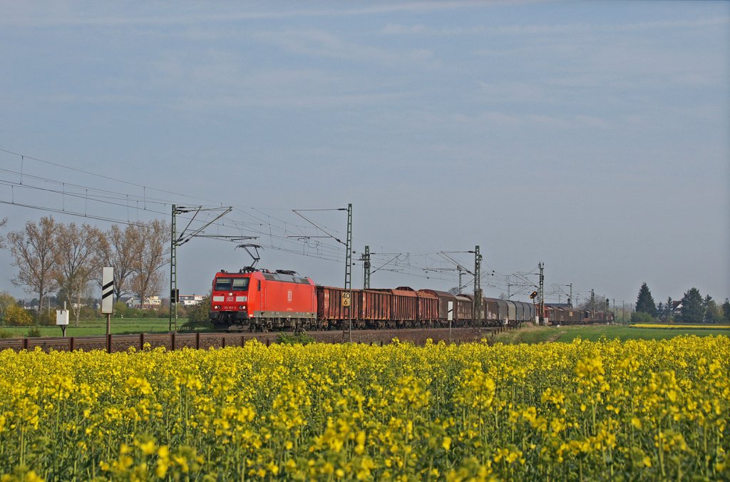 185 063-5 zieht einen gemischten Gterzug durch die Rapsfelder bei Biebesheim in Richtung Mannheim. 14.04.12