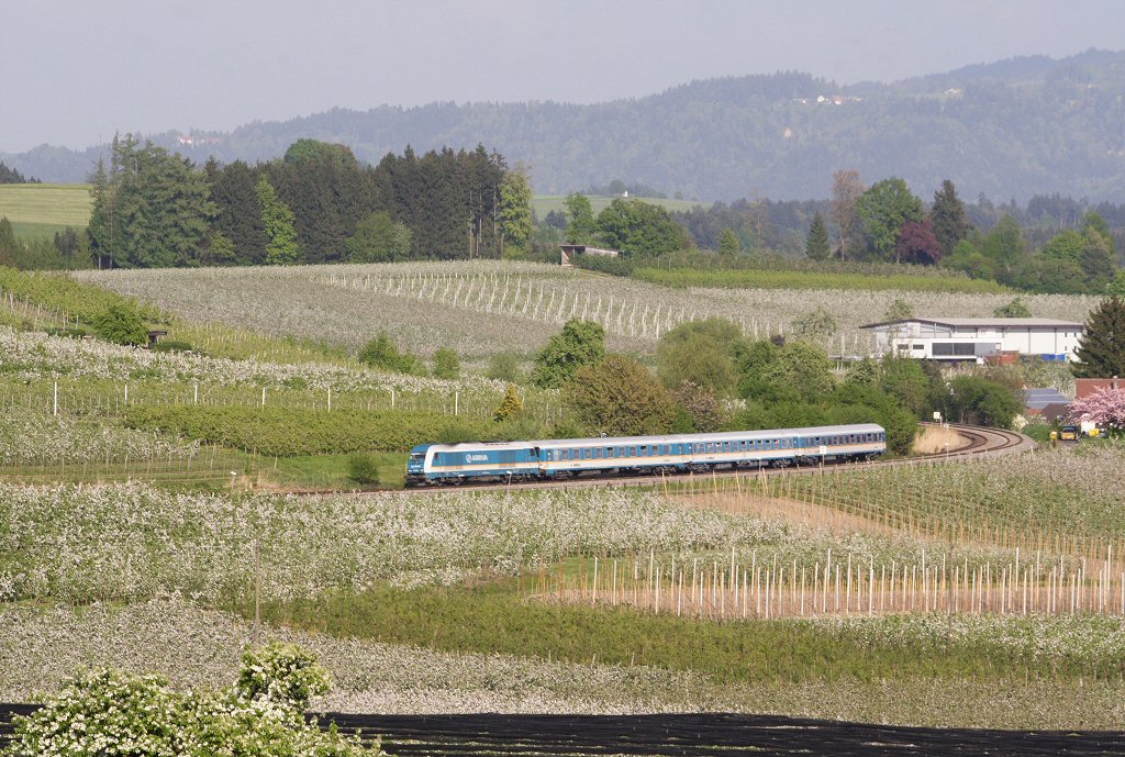 223 064 zieht ihren ALEX aus M�nchen durch ein Bl�tenmeer, bei Bodolz, 22.04.11