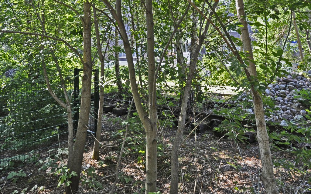 30.08.2013, ehem. Grlitzer Bahn, Berlin-Treptow. Ca. 50 m stlich der Brcke ber die Elsenstrae endet die  Promenade  auf der alten Trasse. Hier liegen auch noch Gleisreste, aber schwer zu erkennen und ber einen Zaun fotografiert Das hintere Gleis fhrte ber die sptere Brckenverbreiterung und eine Rampe zu einem dreigleisigen Gterumschlag an der Kiefholzstrae, in der DDR bis 08.'61 ein Kohlenbahnhof. 