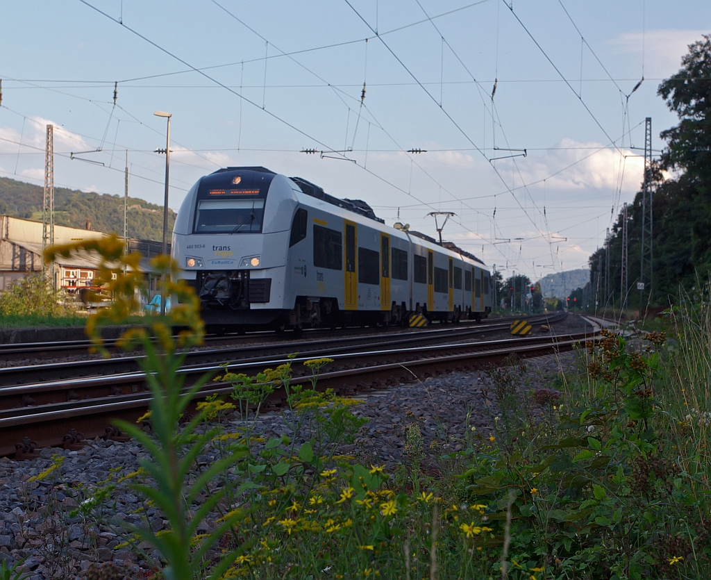 460 503-.6 (Siemens Desiro ML II) der trans regio MittelrheinBahn (MRB 26) fhrt am 18.08.2011 auf der linken Rheinseite, hier kurz vorm Bf. Brohl, abwrts in Richtung Kln. 
