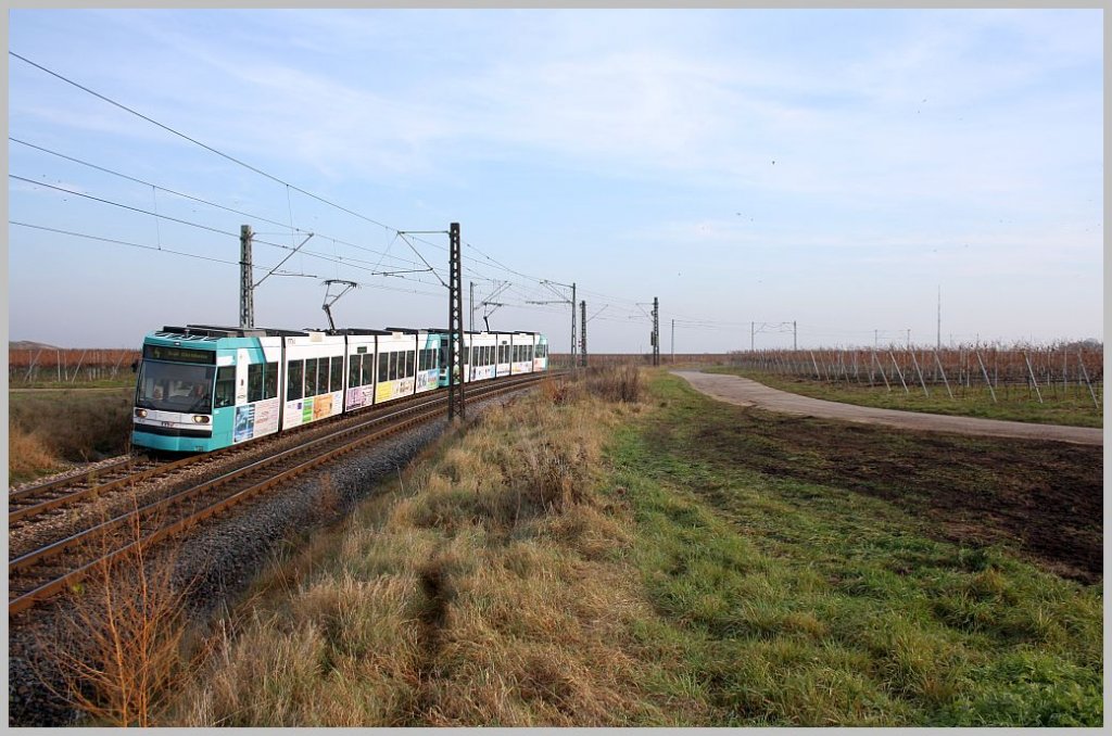6MGT-Tandem legt sich auf der berlandstraenbahnlinie 4 (der frheren Rhein-Haardtbahn) zwischen Friedelsheim und Bad Drkheim in die Kurve. 22.11.11