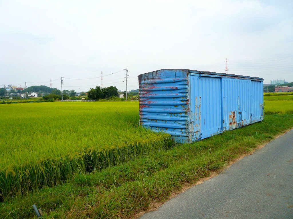 Abschied vom gedeckten Gterwagen in Japan: Ein unidentifizierbarer WAMU 80000 inmitten eines prachtvollen reifen Reisfelds. Nisshin bei Nagoya, 22.September 2009. 