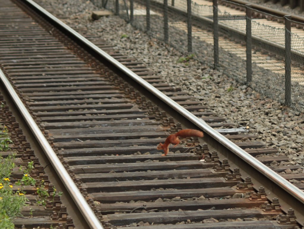 Akrobatische Turnbungen am 13.08.2011 auf Gleis 2 in Eilendorf.