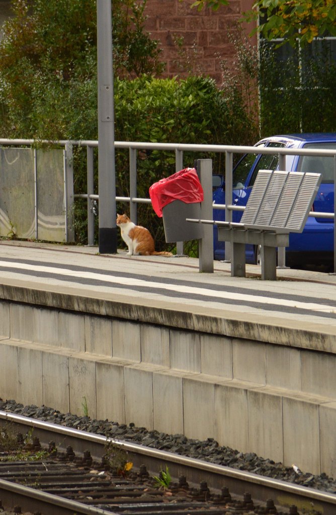 Also eine Fahrkarte Preisstufe 1 lsen am Automaten, dann in die S2 nach Mosbach steigen und in Neckarelz aussteigen.......Katze an Gleis 1 in Neckargerach am Samstagnachmittag. 13.10.2012