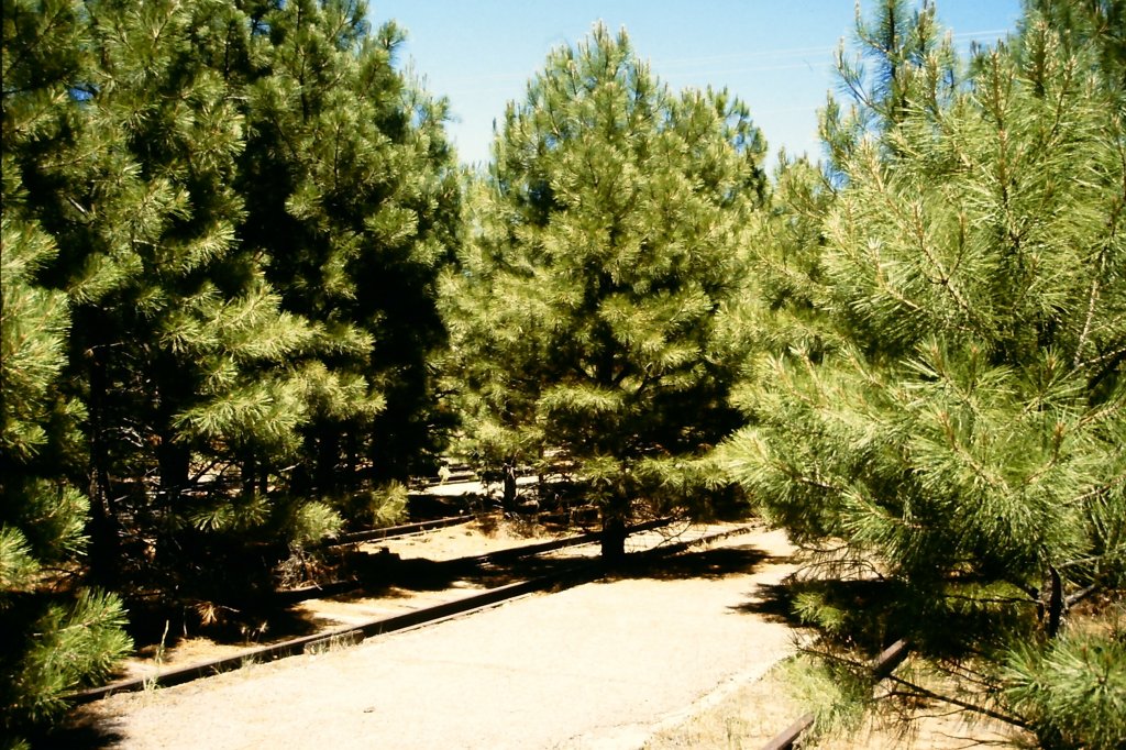 Am 24. Juni 1987 war der Bahnhof von Grand Canyon noch nicht wieder in Betrieb. Die B�ume konnten in den Gleisen noch ungehindert wachsen.