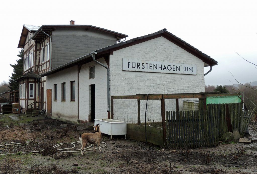 Amsant fand ich das ehemalige Bahnhofsgebude in Frstenhagen (mit Hhnerstall und bewacht durch eine Ziege), aufgenommen vom Bahnsteig der Lossetalbahn (23.12.2012).