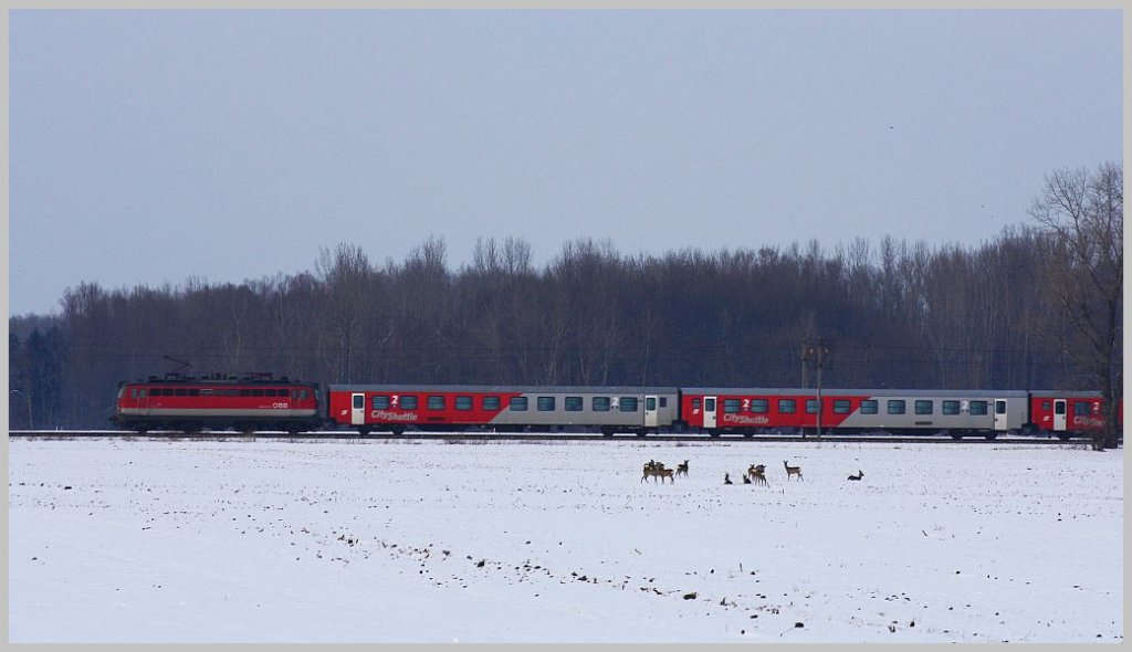 An dieser Rehfamilie vorbei saust Regionalzug 2183 Richtung Wien in der Nachmittagsdmmerung durchs Tullnerfeld. Langenlebarn, 10.2.12