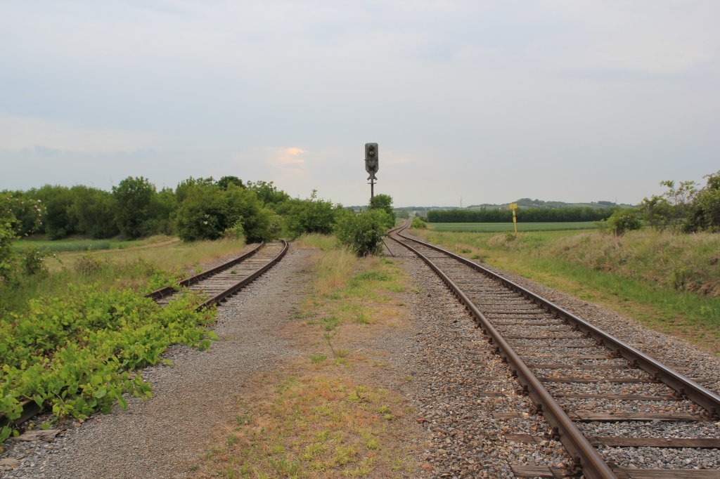 An der westlichen Ausfahrt des Bahnhofs Dobermannsdorf bietet sich in Blickrichtung Westen dieses Bild. Nach links zweigt ein Gleis, das recht baldig ins  Grne  fhrt,(Gleise sind teilweise schon total von Bumen und Struchern zurckerobert worden)in Richtung Zistersdorf. Das Gleis in gerader Richtung fhrt ber Mistelbach nach Korneuburg und wird heute noch auf Teilstrecken befahren, Mai 2012