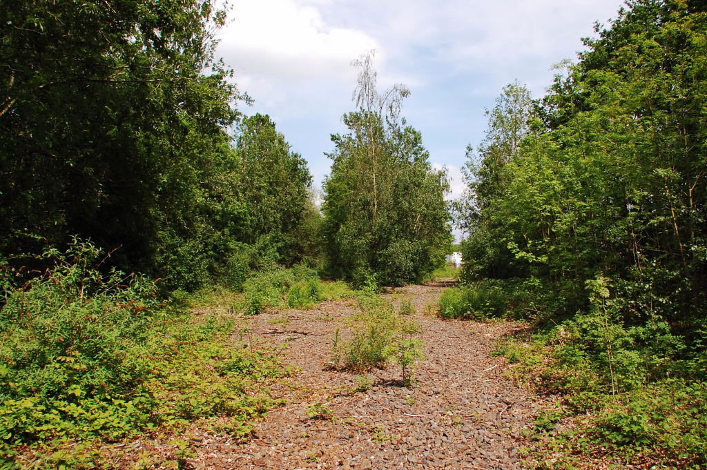 Ansicht in nord�stlicher Richtung....das was vom Bahnhof Neersen-Neuwerk �berig ist zeigt diese Foto vom 19.5.2012....durch die L�cke rechts f�hrte einst das Zugangsgleis zur Spedition Nellen & Quack.....links vom  Urwald  stand dann das Empfangsgeb�ude und dahinter lag das Gleis des Astes Viersen-Neuss......Leider besitze ich keine Fotos vom alten Empfangsgeb�ude.....das mit seinen Zinnen einem Eisenbahnschlo� glich......die Rheinische Eisenbahn legt bei ihren Bahnh�fen eben Wert auf das Erscheinungsbild.......aber ich glaube es existieren im Netz sogar noch Bilder vom Bahnhof und sogar mit einer G10 die anfangs der siebziger Jahre dort auf Abschiedsfahrt war....
