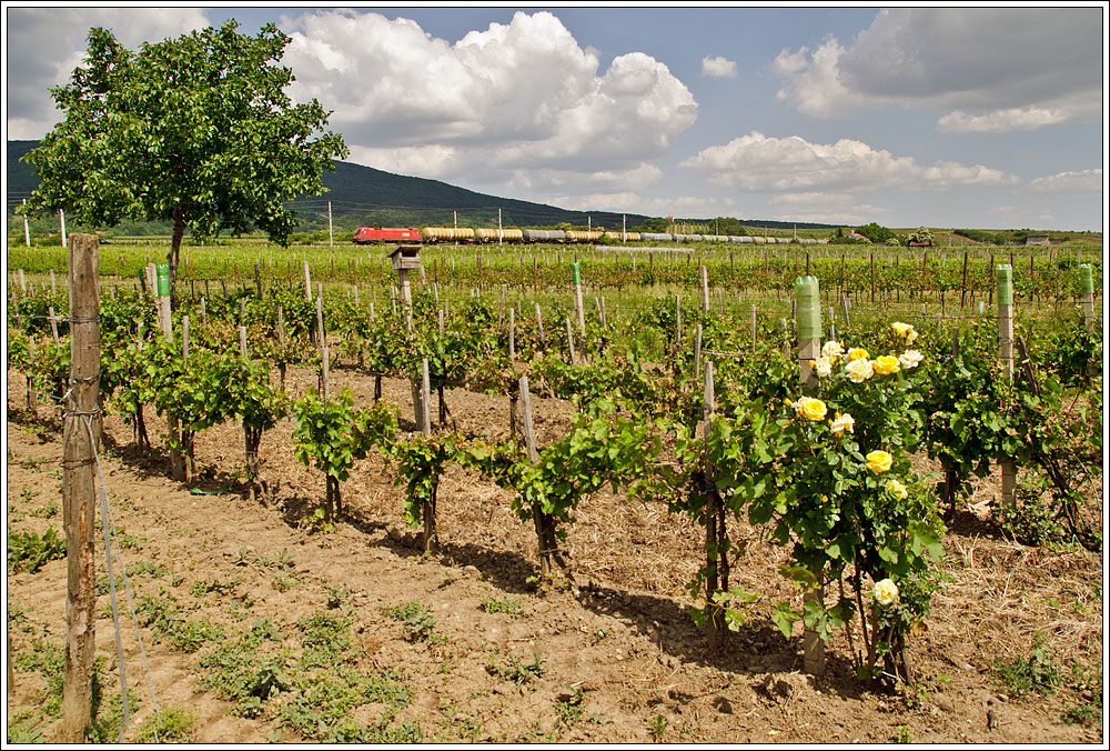 Auch einige Gterzge Ri. Semmering konnte ich heute auf der Sdbahn beobachten. Stellvertretend dafr, dieser Kesselwagenzug mit 1x16 in den Weingrten bei Pfaffsttten, 25.5.2012.