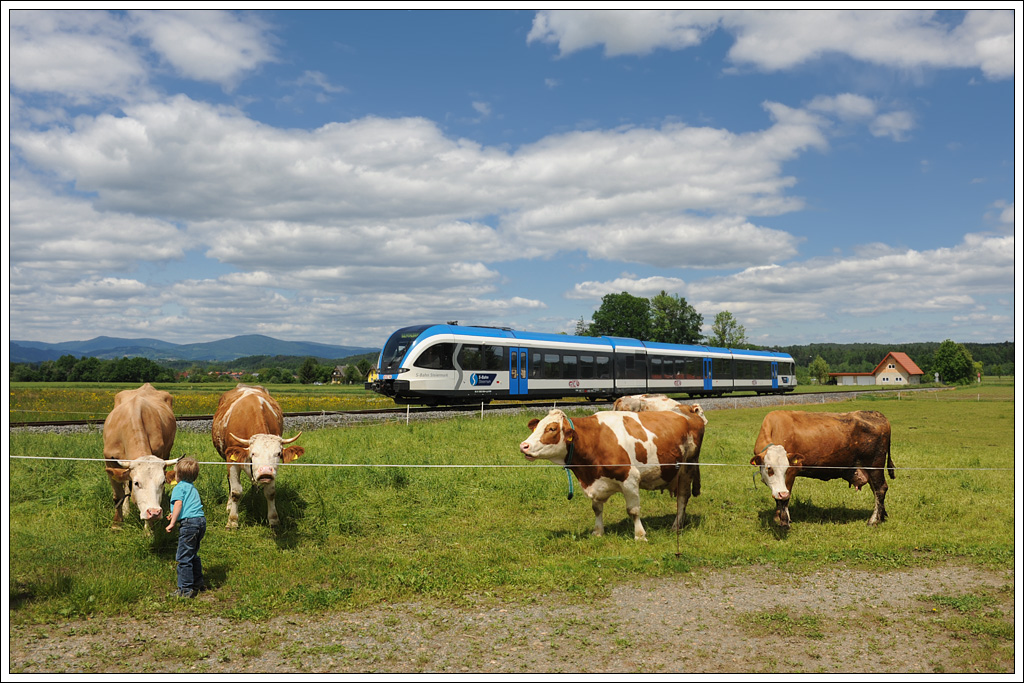 Auch Leitner Junior lie� es sich nicht nehmen, die K�he in Gasselsdorf mit etwas Gras anzulocken. 5063 008 am 17.5.2012 als Sonderzug R 4366 (bei der R�ckfahrt bis zur Abzweigung Gleinst�tten als Nebenfahrt 102) von Gleinst�tten nach Bergla.