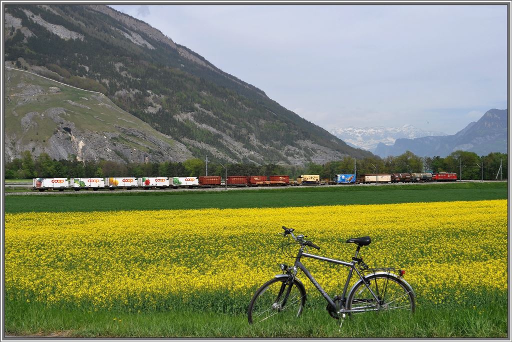 Auf Grund des Murgangs aus dem Pargheratobels sind die Strassen rund um Felsberg immer noch gesperrt. Mit dem Fahrrad kommt man momentan am besten voran. Kaum ist der Schnee weg, blht schon der Raps whrenddem die Ge 6/6 II 706  Disentis/Mustr  einen langen Gterzug Richtung Chur zieht. (02.05.2013)