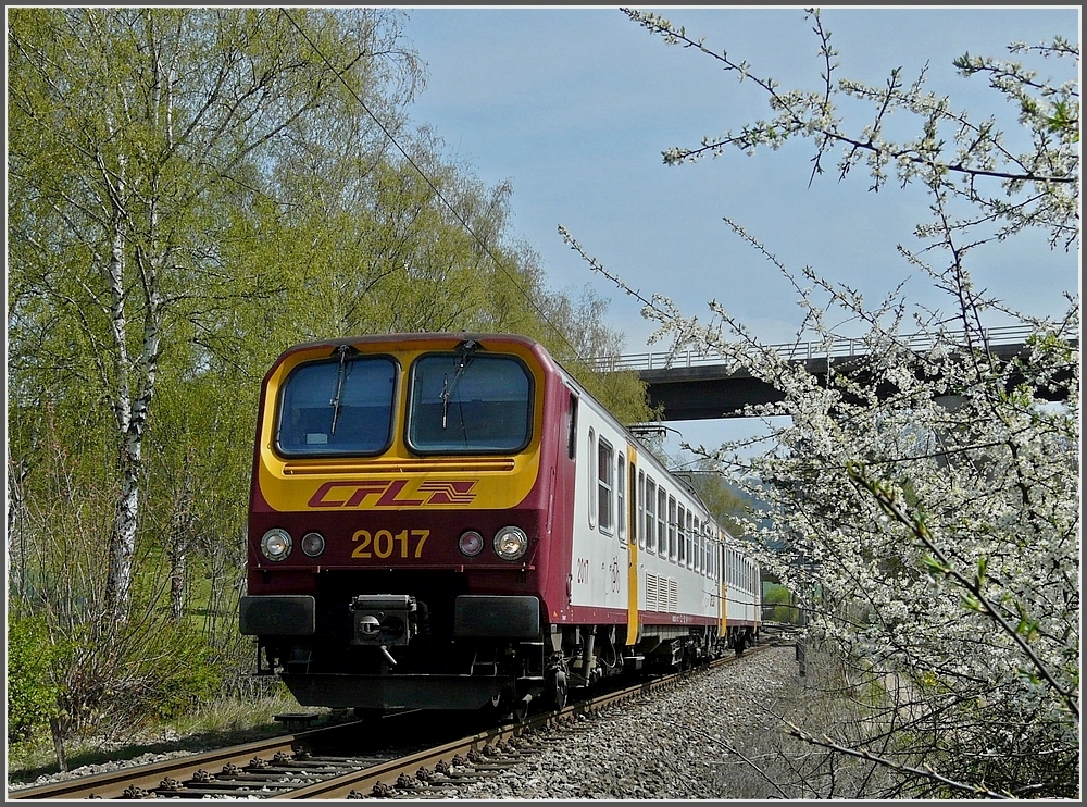 Auf der Stichstrecke Ettelbrck-Diekirch fhrt am 25.04.10 der Triebzug Z 2017 an den blhenden Weidornhecken und den grnenden Birken vorbei. (Jeanny)