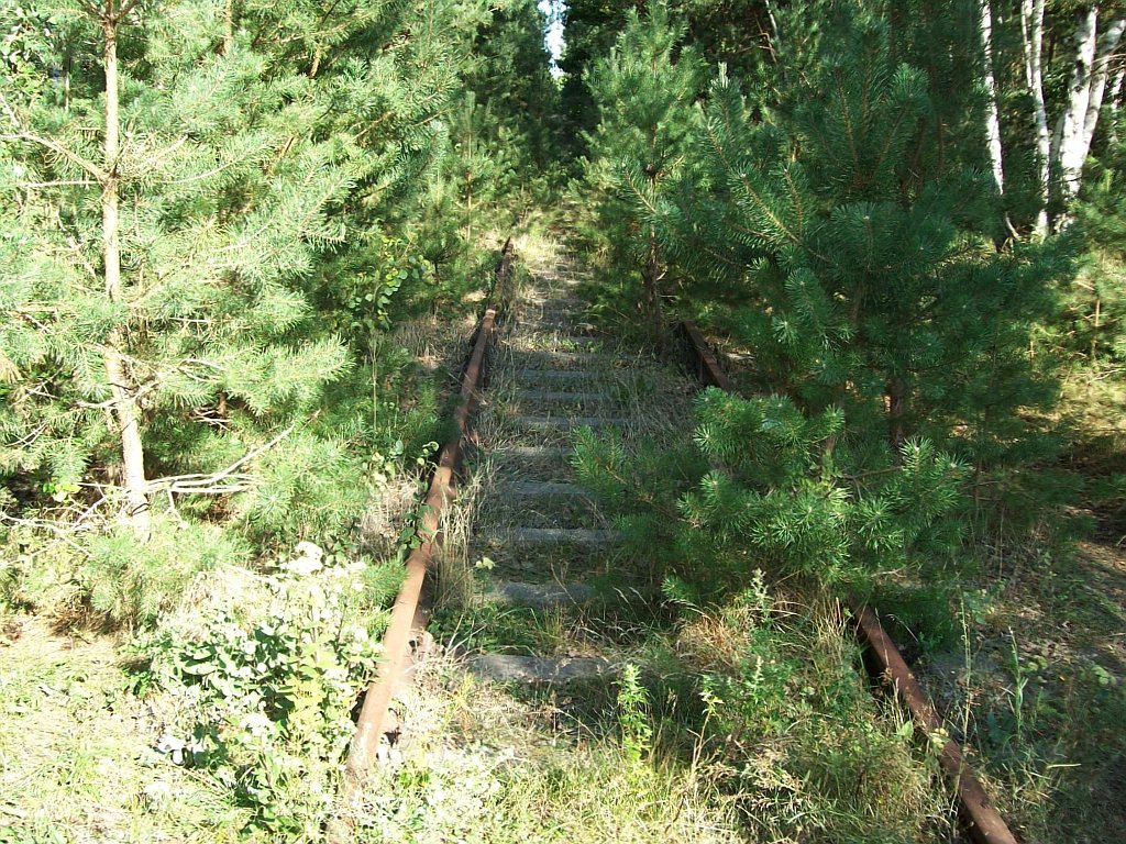 Blhende Landschaften, hier etwa bei Km 4,0 im Wald an der Ringstrae, am 31.08.2008