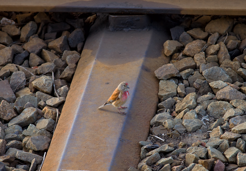 Bluthnfling als Schwellenhopser in einer Handweiche. - 01.05.2013