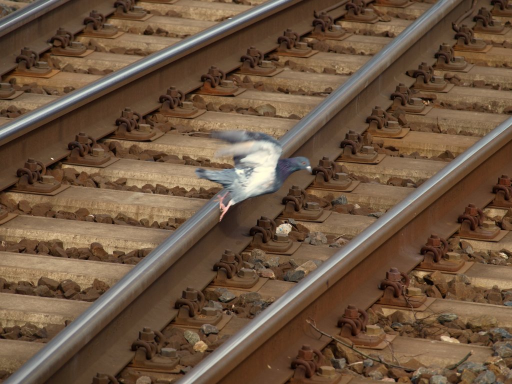 Buchstblich in letzter Sekunde hebt diese Taube vor einem herankommenden Thalys vom Gleis in Aachen Rothe Erde ab.
