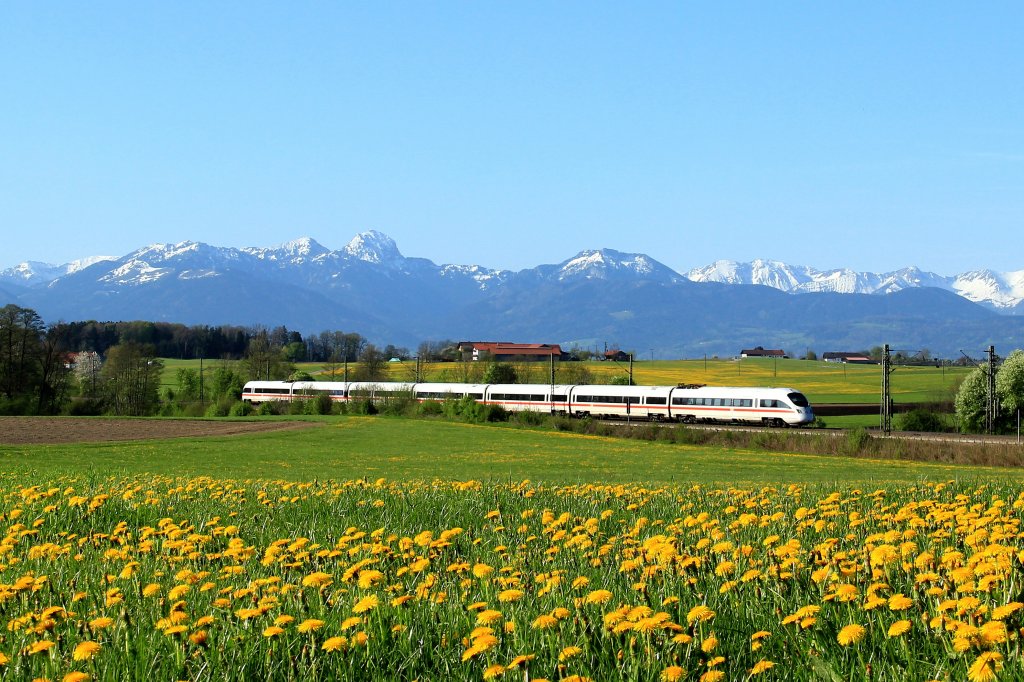 Das Blumenmeer lenkt fast ein bischen ab. Ein ICE T f�hrt am 28.04.12 in Richtung aufgenommen bei Haus.