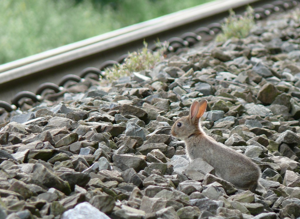 Das junge Kaninchen scheint sich seiner Sache doch nicht ganz sicher zu sein. Nachdem es die Gleise einige Zeit beobachtet hatte, zog es doch vor, sich wieder ins schtzende Gestrpp zurckzuziehen. Aufgenommen am 19/07/2009 bei Warsage an der Montzenroute.