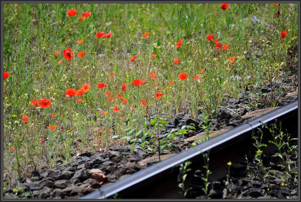 Das knnte berall auf der Welt sein, aber aufgenommen habe ich es am Bahnsteig in Bksmegyer. (12.05.2013)