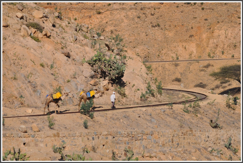 Das Trassee der Eritreischen Eisenbahn ist ein beliebter Trampelpfad fr Kamelkarawanen, wo sie normalerweise ungestrt des Weges ziehn. (01.02.2012)