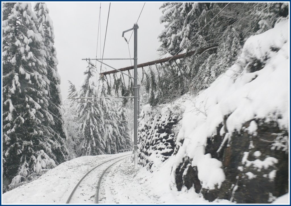 Das war knapp, die Tanne ist noch nicht ganz weggerumt und schon fhrt der erste Zug wieder ber die Albulalinie unterhalb von Bergn. (01.12.2009)