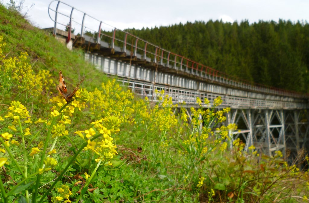 Das Ziemestal Viadukt auf der Stillgelegten Strecke Triptis-Marxgr�n am 09.05.13.
Was wird wohl der Schmetterling gedacht haben!? Ob er dachte ,wenn jetzt ein Zug kommen w�rde.