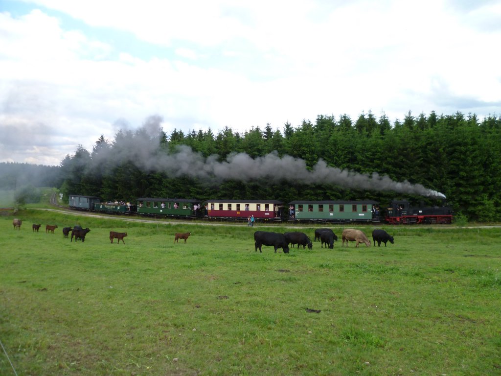 Der 2.Tag Pfingstdampf in Schnheide am 12.06.11. Hier fhrt 99 582 von Sttzengrn nach Neuheide, vorbei an den staunenden Khen.