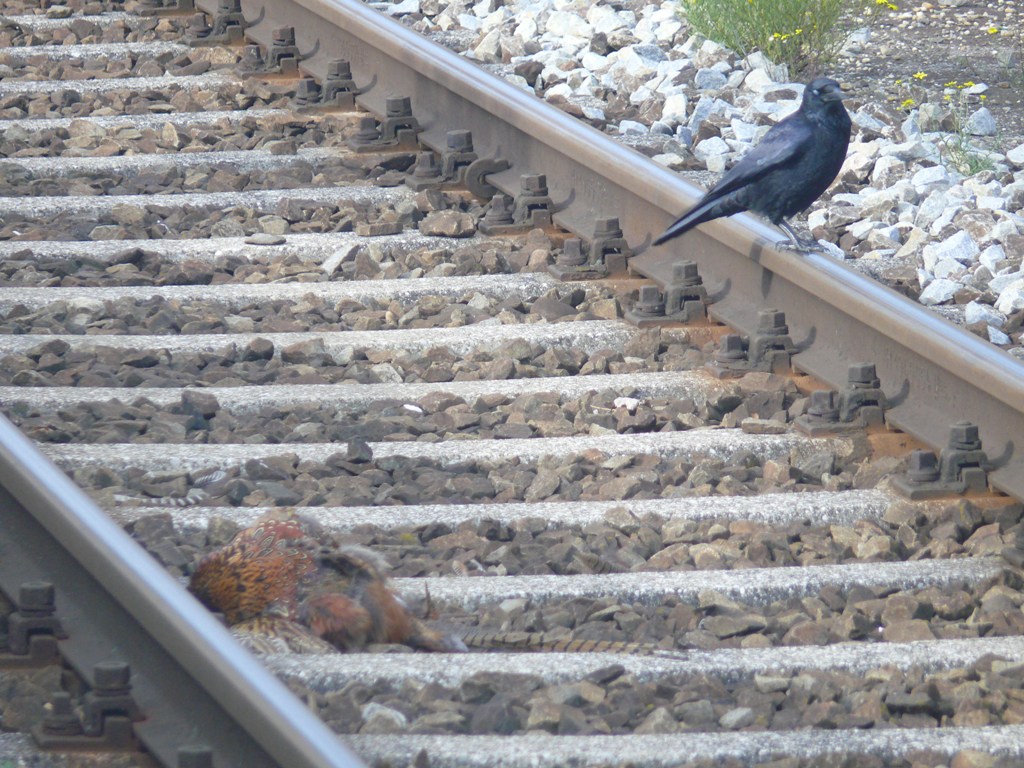 Der bundesweit ttige  Schienenrabe  wurde neben Hannover und Rheinbach bereits am 28.10.2010 im Bahnhof Passau Hbf gesichtet, wie er sich an einem toten Fasan zu schaffen machte :-)