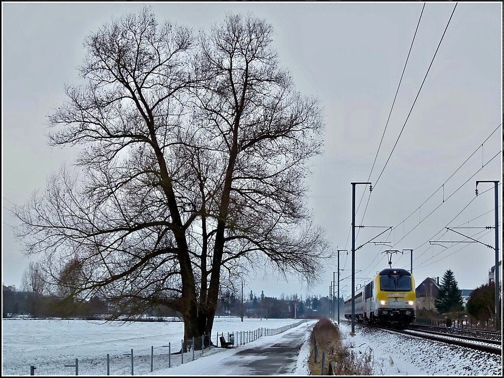 Der einzige einzelne Baum, der entlang des Wanderweges zwischen Lintgen und Mersch steht, konnte ich am 05.12.2010 zusammen mit dem IR 115 Liers-Luxembourg in der Nhe von Rollingen ablichten. (Jeanny) 