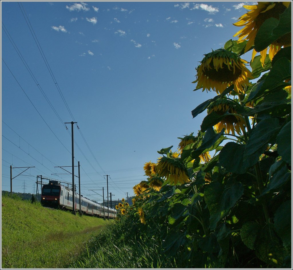 Der Hoch-Sommer neigt sich dem Ende zu, oder zumindest die Sonnenblumen.
NPZ bei Pieterlen am 31. Juli 2013