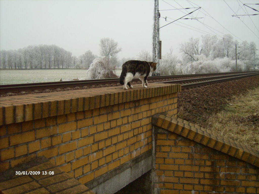 Der Kater  Big Boss  bei der Brckenkontrolle an der KBS 205 hier in Nassenheide am 30.01.2009. Warnweste und Sicherungsposten wre wohl ganz sinnvoll.