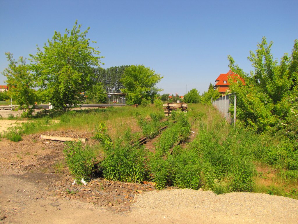 Der Rest vom frheren Gleis 1 (Verladegleis mit Rampe) im Bf Laucha; 30.05.2012