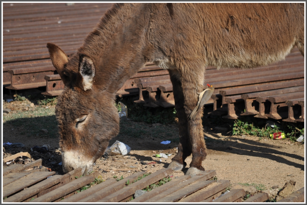 Der  Schienenesel  hat Besuch von einem Madenhacker. (01.02.2012)