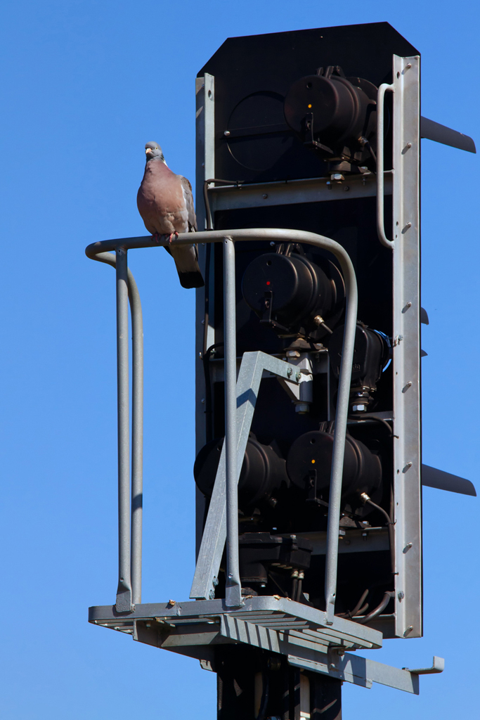 Der Signalmastkorb wurde von einer Taube besetzt. - 06.04.2012