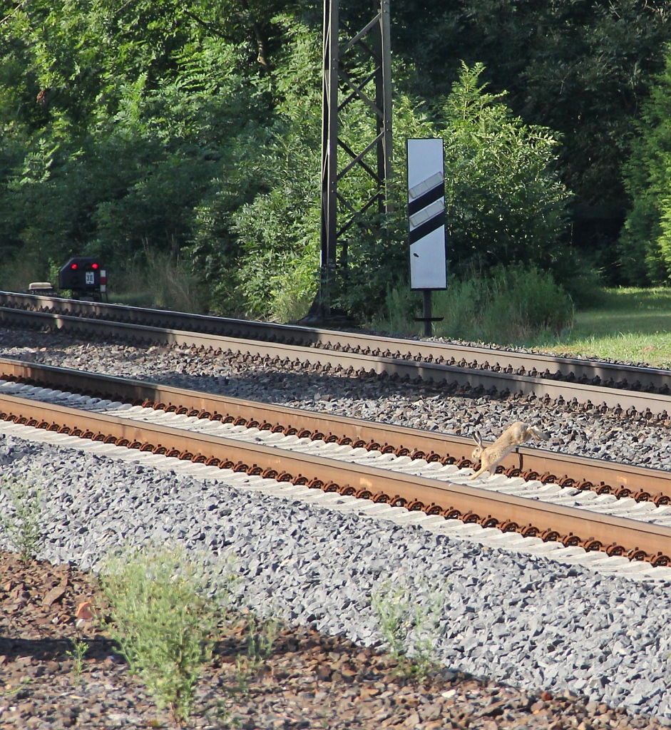 Der Streckenposten am km 200,6 ist auch fleiig gewesen am 19.08.2012 beim B Eltmannshausen/Oberhone. Nur sehr Kamera-scheu ;)