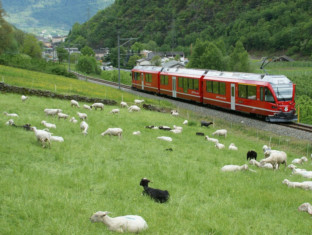 Der talwrtsfahrende  Allegra  scheint die Schafe nicht zu interessieren.
8 Mai 2010 bei Campascio. 