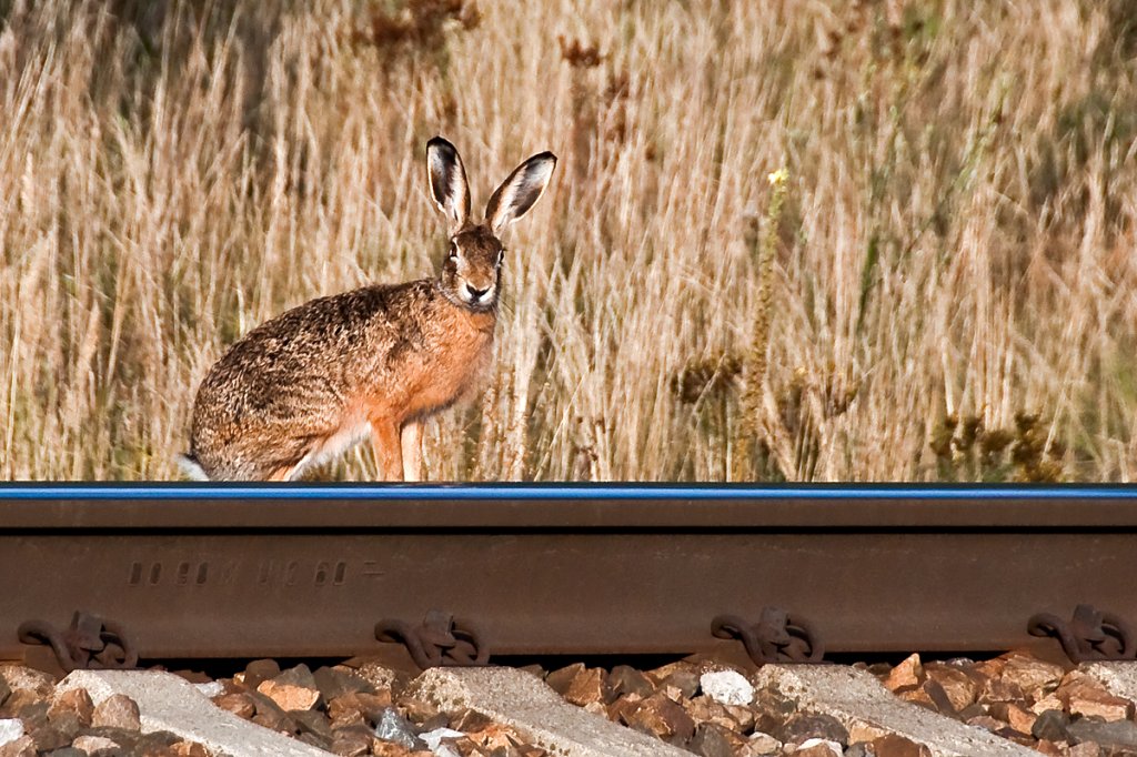 Der wahre Trainspotter;-) Die Aufnahme entstand am 29.08.2011.