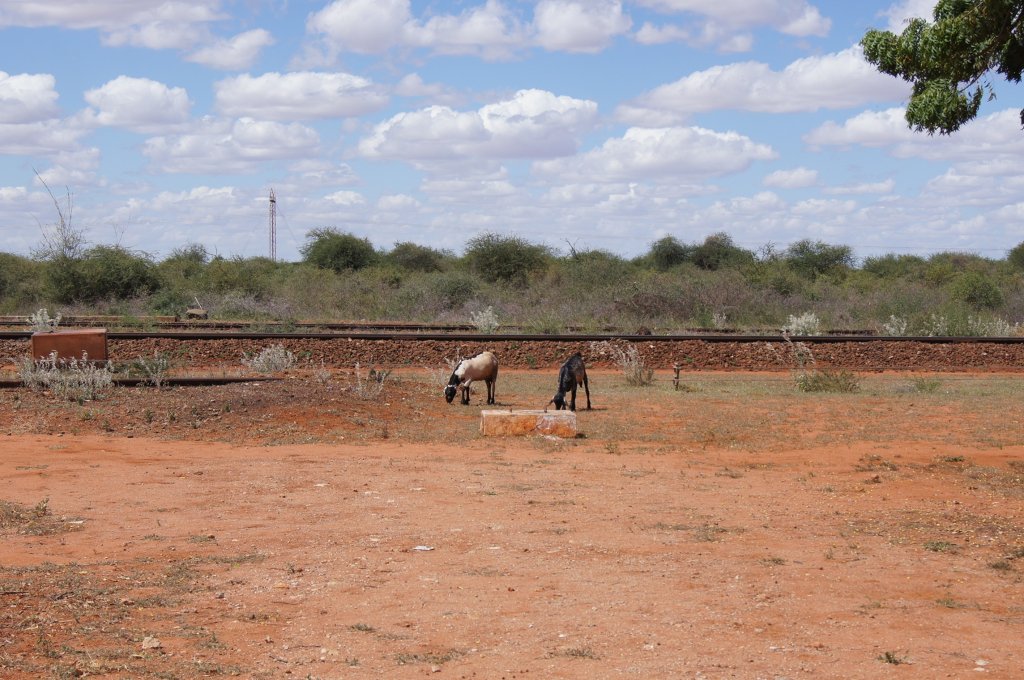 Dicht hinter der Schiene beginnt der Tsavo East Nationalpark. Mbololo, 28.5.2012.