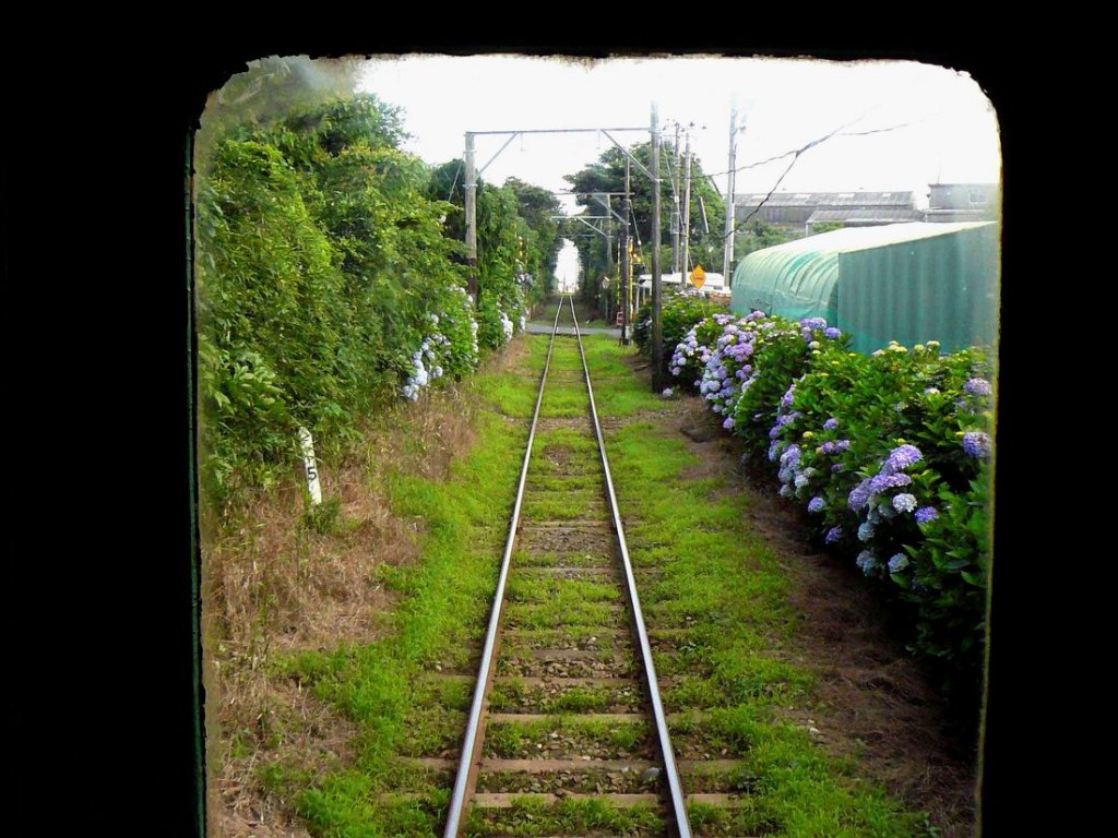 Die Chshi-Bahn und Blumen: Aus Wagen 1002 zwischen Inub und Kimigahama, 1.Juli 2010.