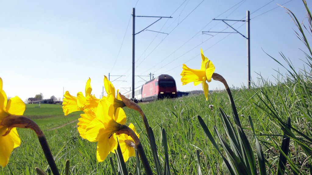 Die etwas unscharf gewordene Re 460 054-0  Dreilndereck  begegnet am 08.04.11 zwischen St. Erhard und Sursee einer Gruppe Osterglocken.