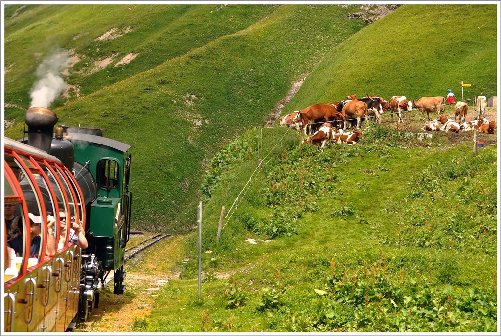 Die Khe dsen unbeeindruckt vor sich hin, als Lok 14 ihren Zug bei Oberstaffel Richtung Birenzer Rothorn schiebt. (15.07.2013)