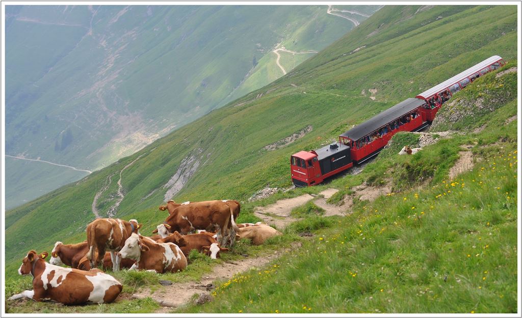 Die Khe lassen sich weder durch mich noch durch die Bahn stren. (15.07.2013)