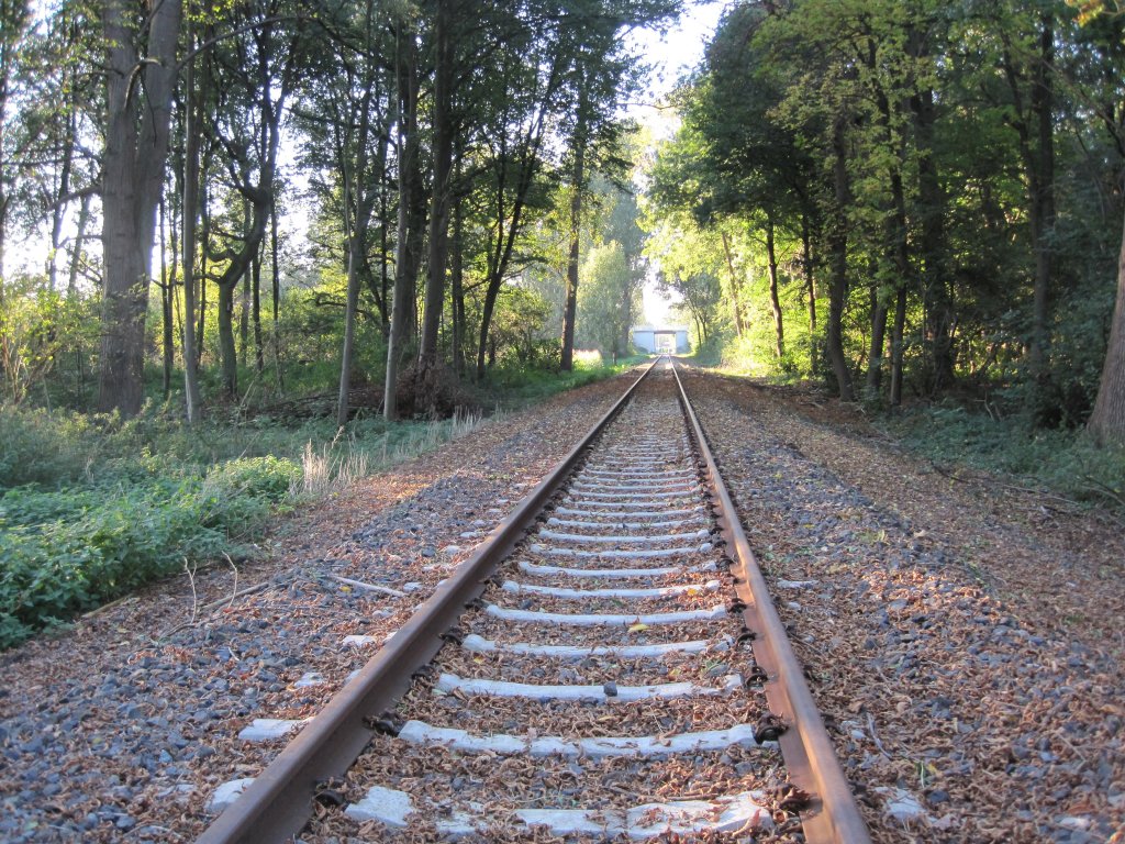 Die letzten Sonnenstrahlen dringen durch die Baumkronen, Laub sammelt sich im Gleisbereich, es wird Herbst auf der KBS 456 (Wurmtalbahn) zwischen Dremmen und Grebben. 2012 sollen Zge bis Heinsberg fahren, dann wird die Iydille und Ruhe vorbei sein ... 10.10.2010 (Bild von einem Bahnbergang gemacht)