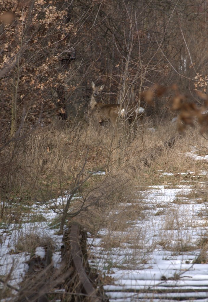 Die Natur erobert die Gleise zurck  17.03.2013  13:06 Uhr 
Das stillgelegte Anschlugleis zur Getreide AG. 
