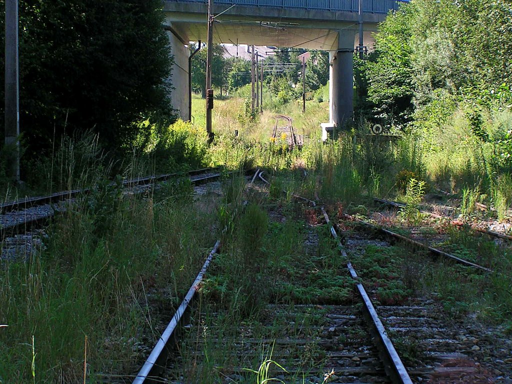 Die Natur erobert sich die Gleisanlagen des stillgelegten Bahnhofes Haag am Hausruck zurck;110811