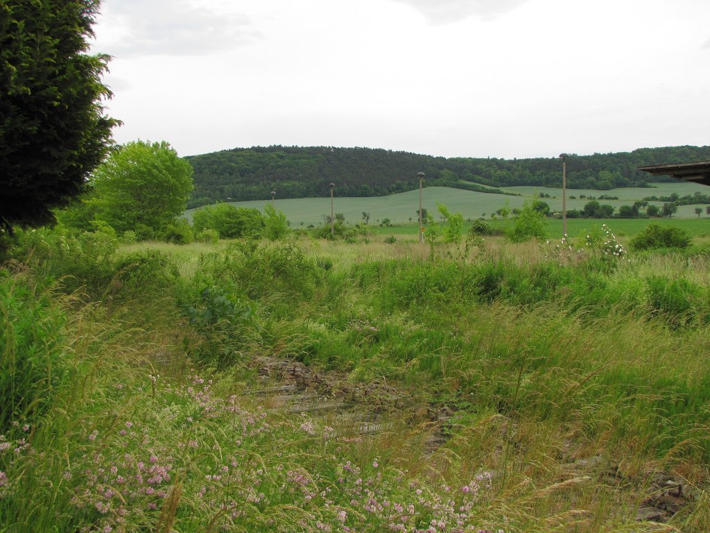Die Natur hat auf den ehemaligen Gleisanlagen im Bf Laucha die Oberhand bernommen. Von den ehemals 8 Gleisen sind nur noch 2 befahrbar und durch das hohe Gras hier nicht zu sehen; 06.06.2011