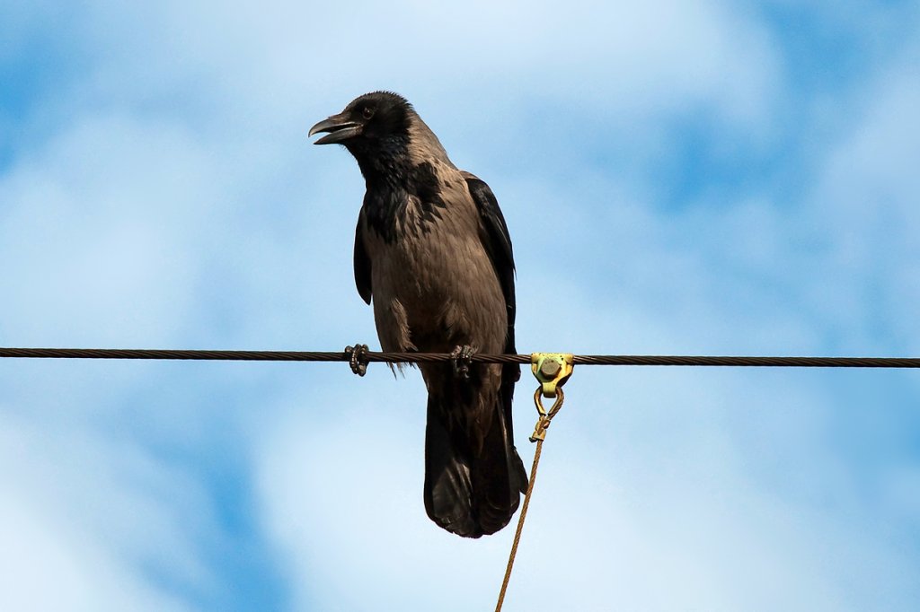DIE Nebelkrhe hat den berblick, in Wien Speising, am 11.04.2012.