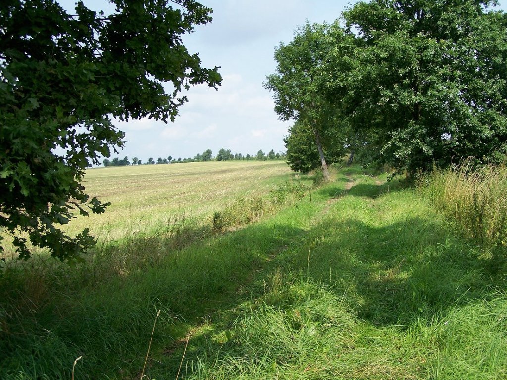 Die Trasse der 1972 stillgelegten Strecke Klingenberg-Colmnitz - Mohorn von Oberschar nach Oberdittmannsdorf fhrend. Als Teil der Sanierung der Bahnhofsanlage in Oberschar soll die Trasse auch einen verkiesten Oberkrper erhalten haben, der durchwachsen aber noch zu sehen ist. Die Baumlinie hinten durch den Acker folgt der Bahnlinie. Hinter dem Hgel beginnt das Geflle nach Oberdittmannsdorf. Aufgenommen am 4. 8. 2010.
